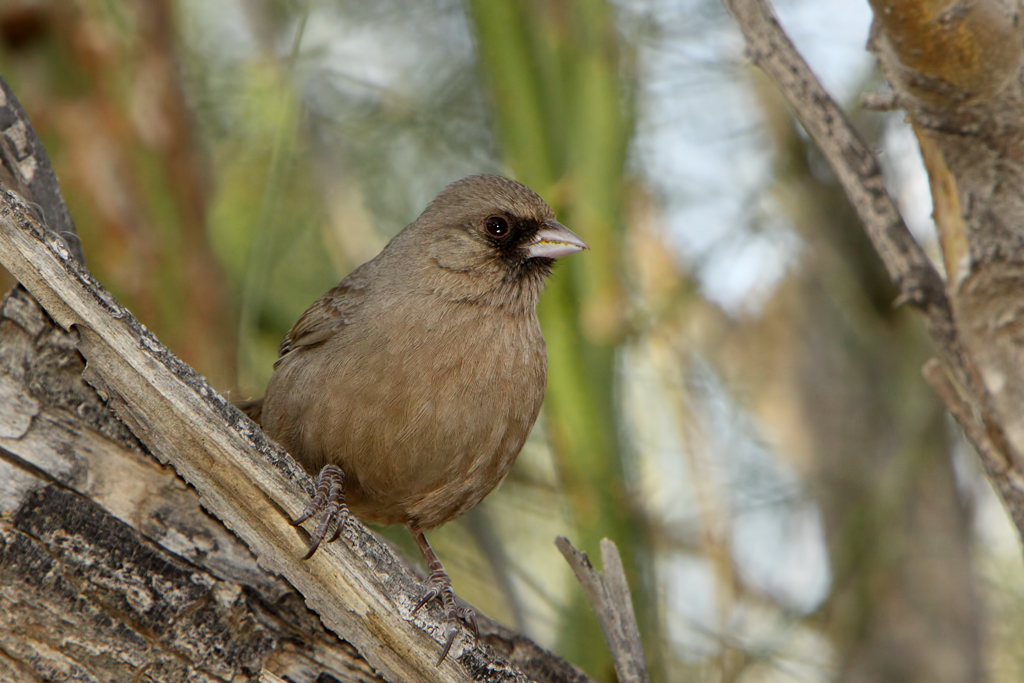 Abert's Towhee image