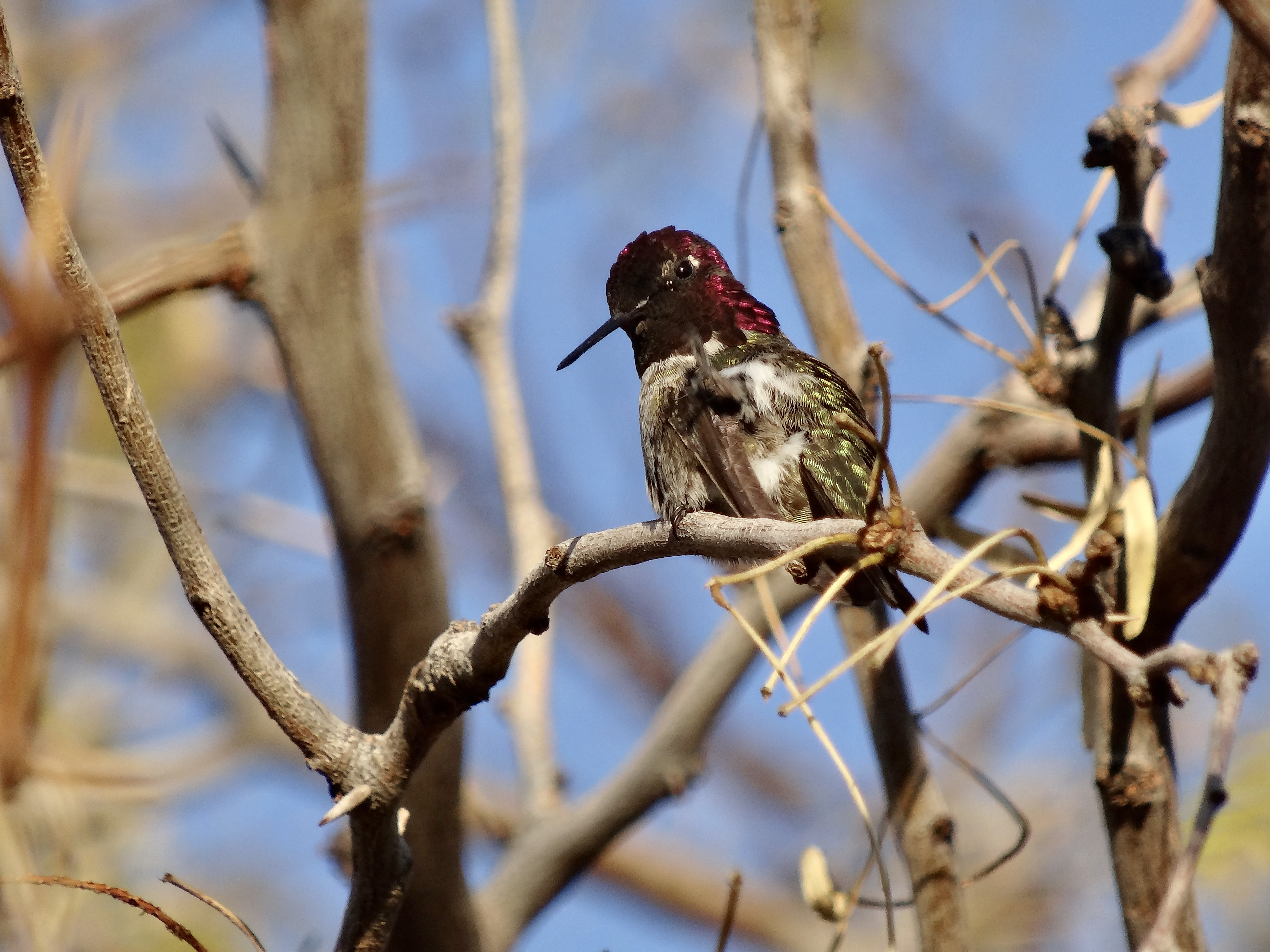 Anna's Hummingbird image