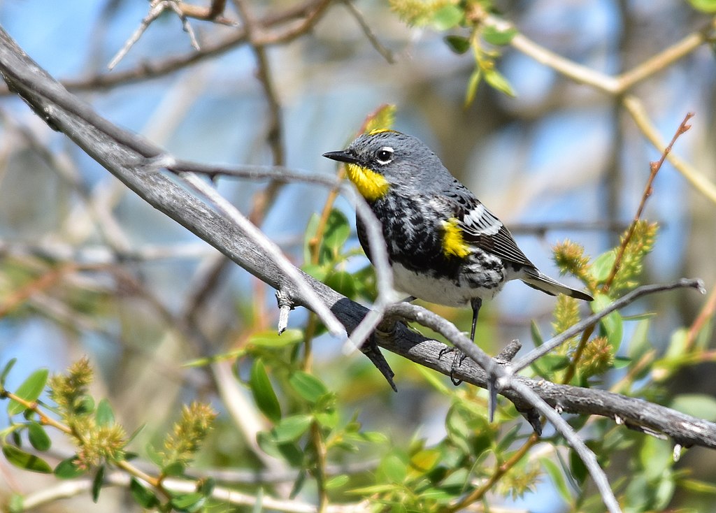 Yellow-rumped Warbler image