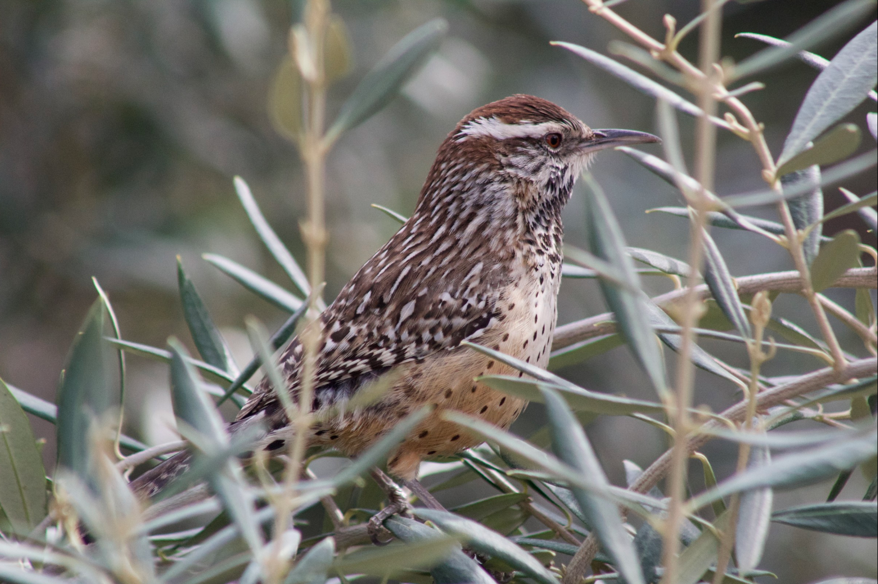 Cactus Wren image