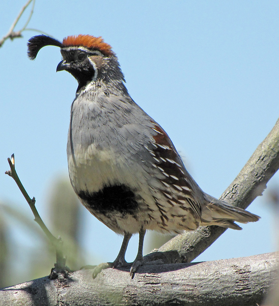 Gambel's Quail image