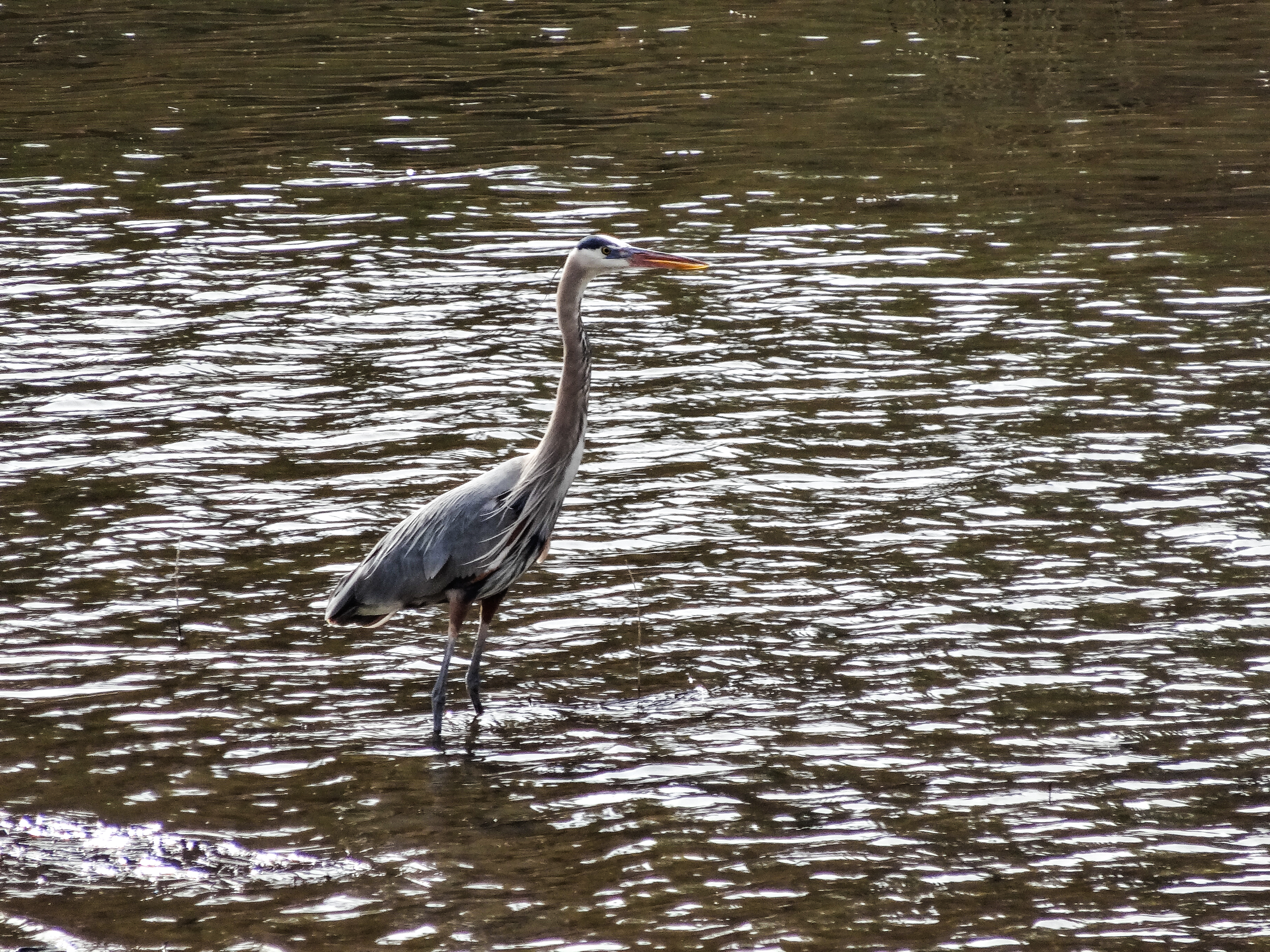 Great Blue Heron image