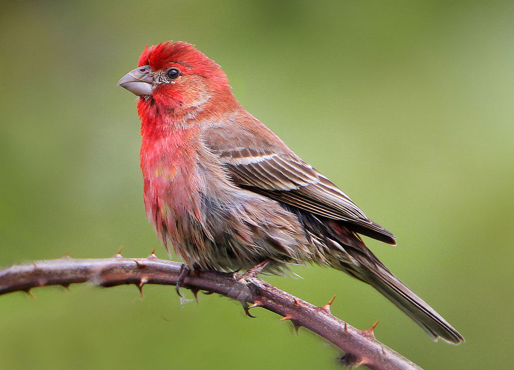 House Finch image