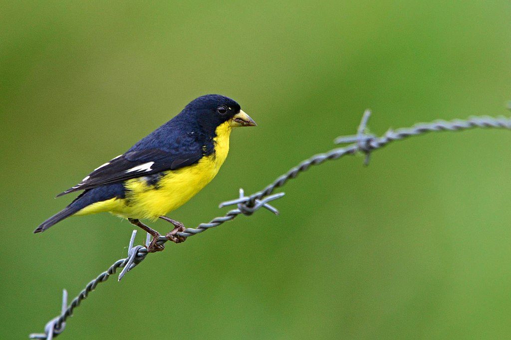 Lesser Goldfinch image
