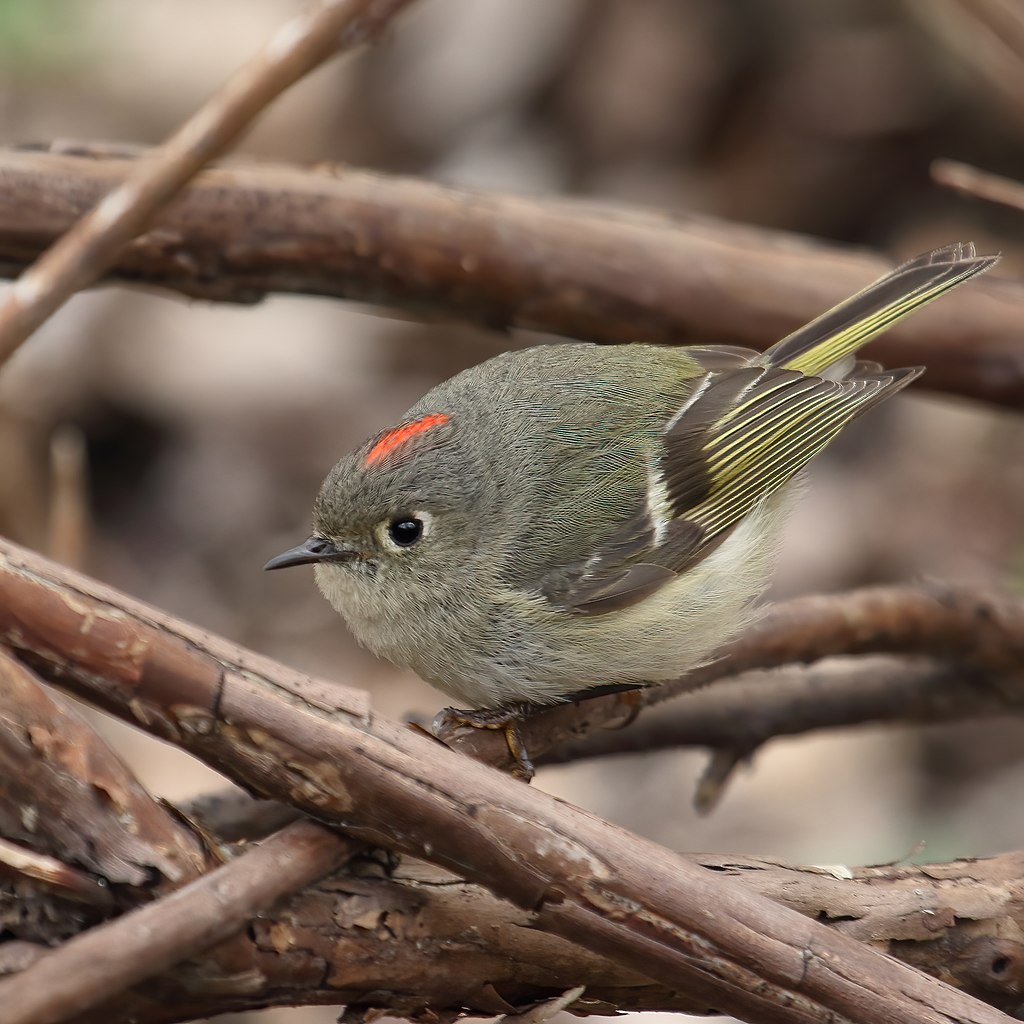 Ruby-crowned Kinglet image