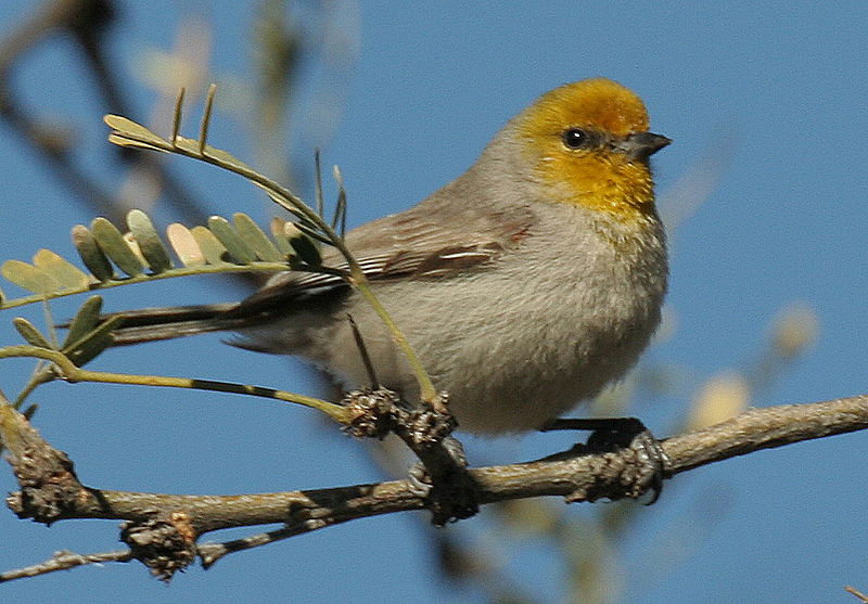 Verdin image