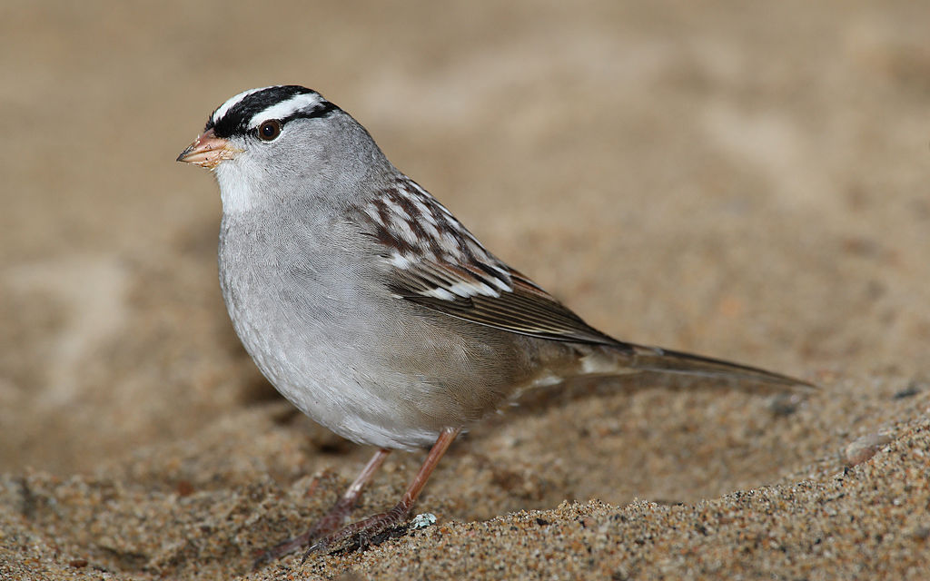 White-Crowned Sparrow image